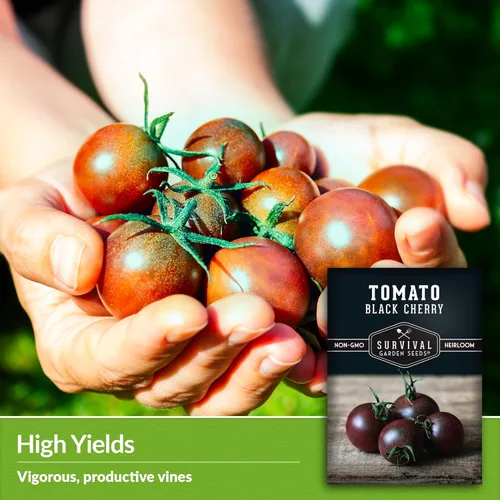 Miniatura 4 de Semillas de tomate cereza negra para plantar – Variedad indeterminada de reliquia sin OMG – Cultiva altos rendimientos de tamaño de morada profunda