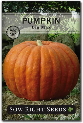 Sow Right Seeds - Semillas de calabaza Big Max para plantar - Paquete de reliquia sin OMG con instrucciones para plantar un huerto casero - Variedad