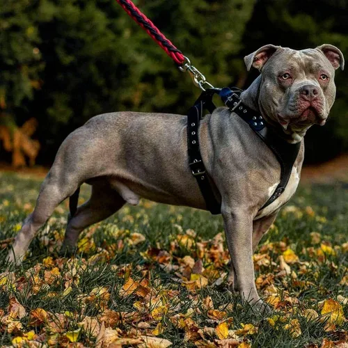 Miniatura 4 de Bestia Style - Arnés de piel auténtica para perros de razas medianas a extra grandes, arnés de chaleco antitirones, placa acolchada en el pecho