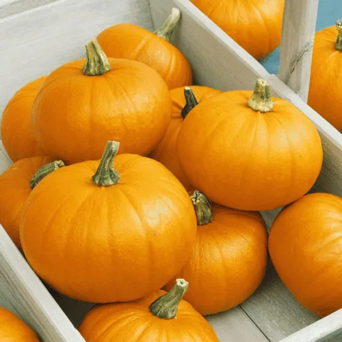 75 semillas de calabaza – Pastel de azúcar – reliquia – Sin OMG – Semillas siempre frescas – Semillas de siembra para huerto doméstico
