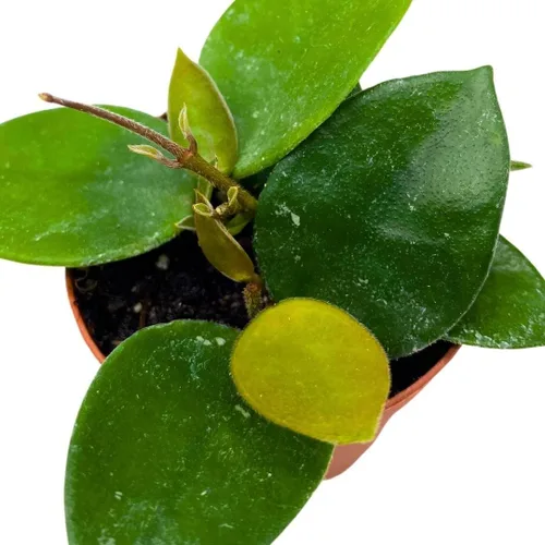 Miniatura 8 de BubbleBlooms Hoya Chouke 2 pulgadas