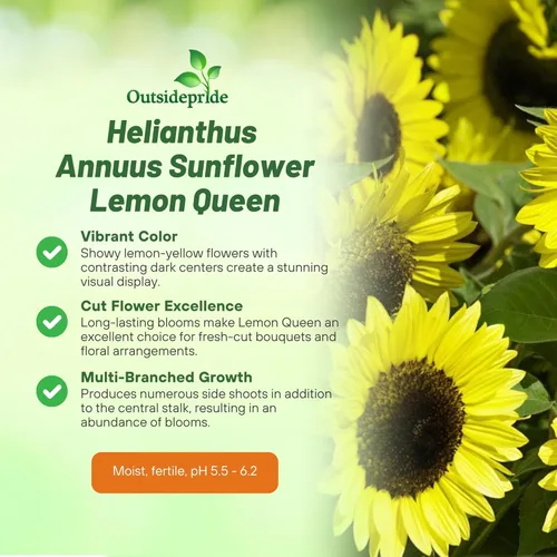 Miniatura 3 de Outsidepride Lemon Queen Semillas de girasol para plantar, 1/4 libras anuales, fáciles de cultivar con flores vibrantes y abundantes para arreglos