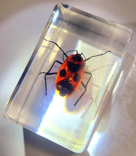 Miniatura 16 de Escarabajo británico Chafer de rosa real de 1.732 pulgadas en resina de lucita cristalina, muestra preservada de cetonia aurata, insectos