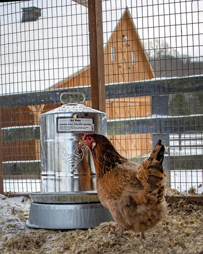 Miniatura 8 de Bebedero para aves de corral Harris Farms, doble pared, Plateado