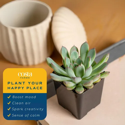 Miniatura 4 de Plantas vivas HAWORTHIA de Costa Farms, Grower's Choice