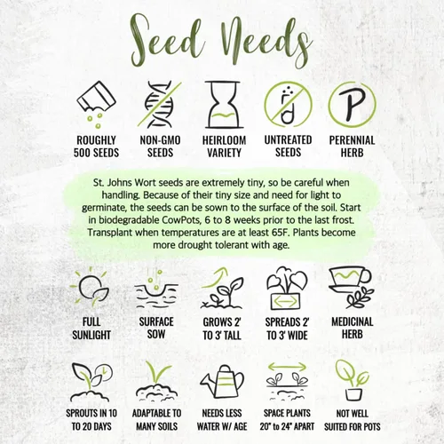 Miniatura 8 de Seed Needs Semillas de hierba de St. Johns para plantar, semillas de hierbas medicinales sin OMG y sin tratar para plantar un jardín cultivado