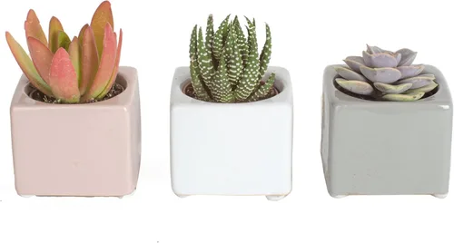 Miniatura 15 de Costa Farms Mini plantas suculentas vivas en macetas de plástico, suculentas de interior fáciles de mantener, plantas de interior para decoración