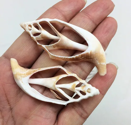 Miniatura 7 de PEPPERLONELY 20 piezas de estrombo de corte central Canarium Sea Shells, 2 pulgadas ~ 2-1/2 pulgadas