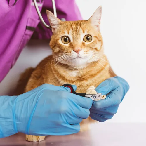 Miniatura 7 de Juego de 9 Piezas de Bolsa de Baño para Gatos, Bolsa de Ducha para Gatos Anti Mordeduras y Arañazos para Aseo de Mascotas, Cepillo de Lavado, Peine