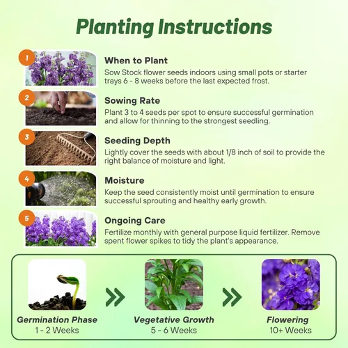Miniatura 5 de Outsidepride Ten Week Blue Mattiola Stock Seeds – 1000 semillas anuales de flores para plantar con flores fragantes que atraen a los polinizadores