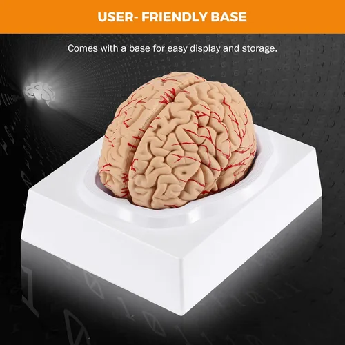 Miniatura 7 de BEAMNOVA Modelo de cerebro humano con vasos, modelo de anatomía de tamaño real de 8 partes desmontable con imanes, herramienta de enseñanza