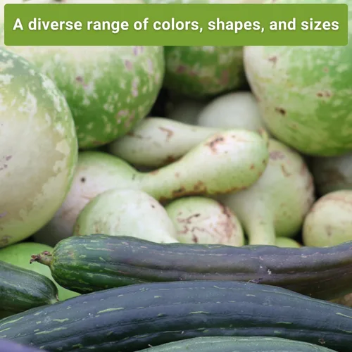 Miniatura 5 de Sow Right Seeds - Colección de semillas de calabaza para plantar - Paquetes de calabazas decorativas, Luffa, Dipper y botella - Cultiva tus propias