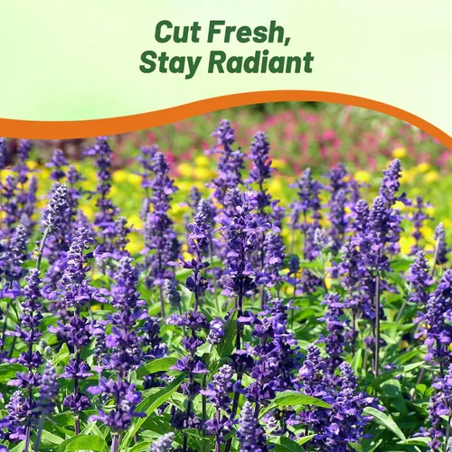 Miniatura 6 de Outsidepride Semillas de salvia clara, 1000 unidades. Semillas de hierbas bienales, fáciles de cultivar y de bajo mantenimiento para plantar flores