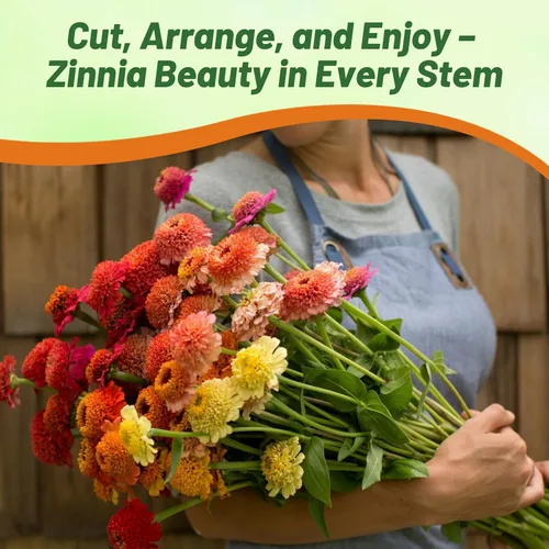 Miniatura 6 de Outsidepride - Zinnia Elegans, 200 semillas anuales, Candy Flower Seed Mix, mezcla de semillas de flores para plantar