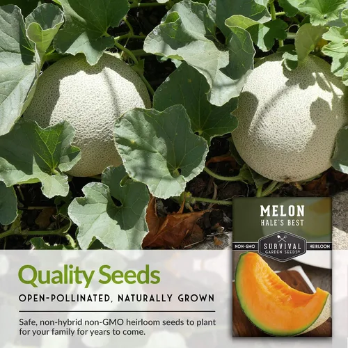 Miniatura 7 de Survival Garden Seeds - La mejor semilla de melón de Hale para plantar - Cultiva melón jugoso para comer - Paquete con instrucciones para plantar