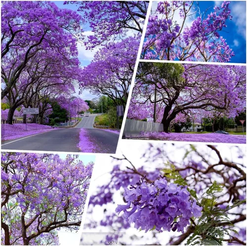 50 semillas de árbol de jacarana, bonsái floreciente y árbol de sombra paisajística, flores de trompeta morada, tolerantes a la sequía, semillas de