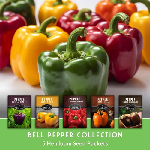 Miniatura 3 de Colección de semillas de pimientos Bell – Paquete de 5 Semillas amarillas, naranjas, California Wonder, Purple Beauty y chocolate dulce