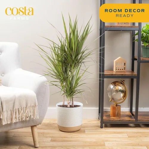 Miniatura 2 de Costa Farms Dracaena Marginata Magenta Dragón de Madagascar Árbol vivo planta de interior Maceta de cultivo
