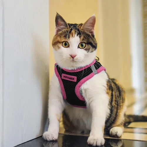 Miniatura 8 de Best Pet Supplies - Arnés de malla para todo clima/terciopelo, reflectante, sin tirón para perros pequeños y medianos, gatos - Se asegura con cierre
