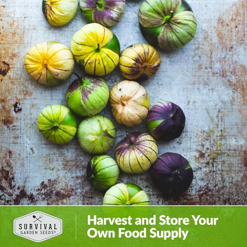Miniatura 5 de Semillas de tomatillo morado para plantar, tomate de cáscara mexicana de reliquia, vegetal polinizado abierto sin OMG de alto rendimiento para salsa
