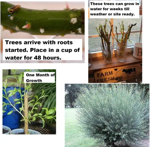 Esquejes de sauce de 2 cestas -Salix purpurea - Apreciado por ramas para hacer cestas de sauce - Un arbusto corto y grueso lo hace ideal para