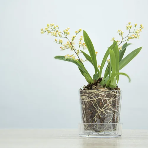 Miniatura 2 de Phoenix Vine Maceta de acrílico transparente de 3.5 pulgadas con bandeja, maceta de orquídeas con agujeros de drenaje, platillo profundo para riego