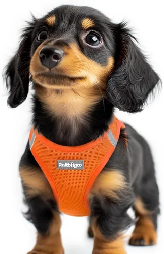 Miniatura 59 de rabbitgoo Arnés para perro pequeño, chaleco de malla suave para cachorros con hebilla de seguridad, arnés reflectante transpirable para mascotas