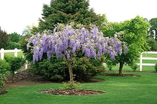 Planta viva - Glicina morada, árbol, flor, para jardinería y plantación