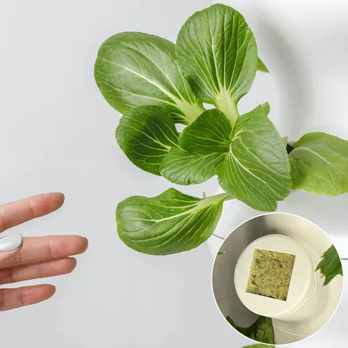 Miniatura 6 de Halatool Cubos de lana de roca de 2,5 cm para jardín, cubos de cultivo de lana mineral para hidropónicos, cultivo sin suelo, plántulas, esquejes