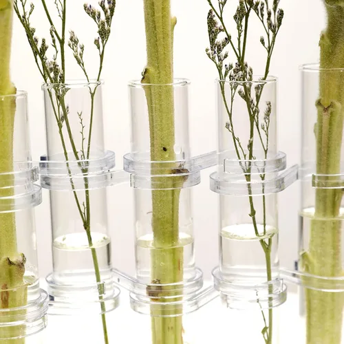 Miniatura 2 de DOITOOL Jarrón de tubo de ensayo, 8 piezas, tubo de ensayo de vidrio, terrario, florero de vidrio transparente, maceta decorativa de tubo de ensayo