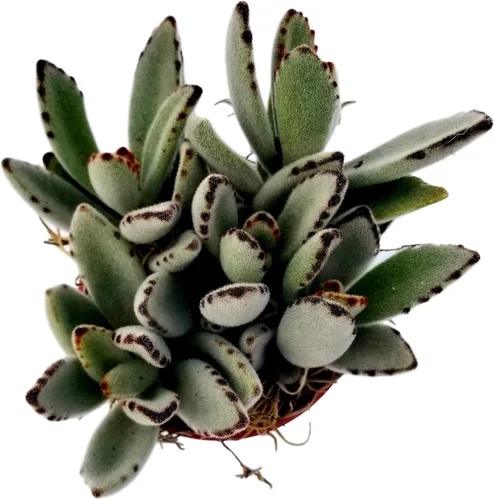 Miniatura 22 de Cadena de perlas (Senecio Rowleyanus) - Plantas vivas rastreras totalmente enraizadas y en floración - Rara planta de interior para decoración
