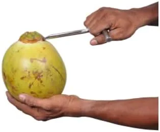 Miniatura 3 de Abridor de coco verde tierno de acero inoxidable de grado alimenticio, 1 paquete de 1