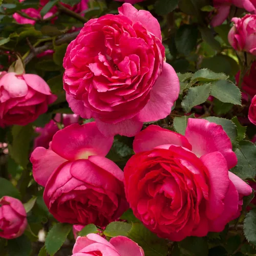 Miniatura 16 de Rosas trepadoras de reliquia, planta de raíz propia viva para jardín al aire libre, Aloha, muy fragantes, zonas de rusticidad 5 a 10, floración