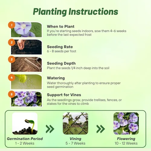 Miniatura 4 de Outsidepride 500 Semillas Anuales Ipomoea Purpurea Morning Glory Caprice Climbing Vine Flower Seeds para plantar