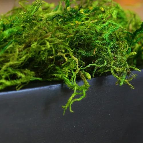 Miniatura 4 de SuperMoss Musgo forestal preservado perfecto para plantas de interior, manualidades y decoración, verde fresco, 4 onzas