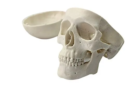 Miniatura 3 de Mini humano médico anatómico cabeza hueso cráneo hueso