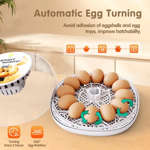Miniatura 4 de Incubadoras para incubar huevos de codorniz, 12 huevos con giro automático de huevos y control de humedad, visualización de 360° para pollo, patos