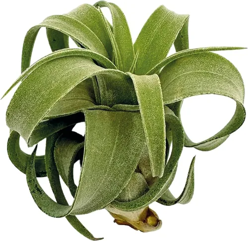 Miniatura 5 de ragnaroc Plantas de aire vivo – Tillandsia Streptophylla Grande – 3 unidades 3-5 pulgadas – Ideal para regalos y regalos, plantas de interior vivas