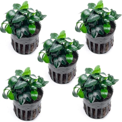 Miniatura 25 de SubstrateSource Plantas vivas – Anubias Hastifolia (Anubias hastifolia) – Luz baja a moderada, hojas en forma de flecha de color verde medio a