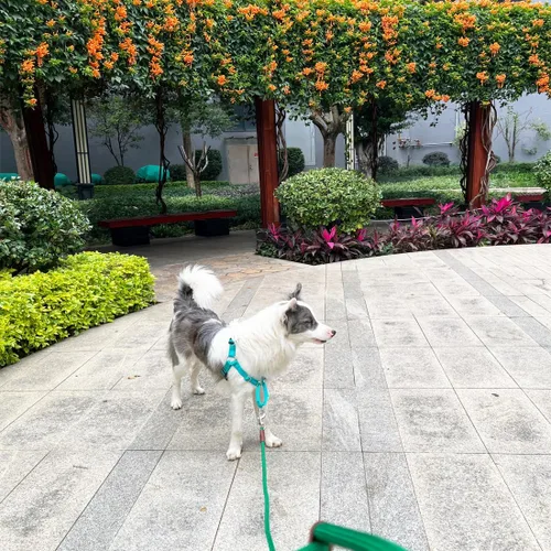 Miniatura 7 de Correa de cuerda para perro de 6/8/10 pies, correa clásica de 1/2 pulgada, cuerda de nailon fuerte para perros medianos y grandes, entrenamiento al