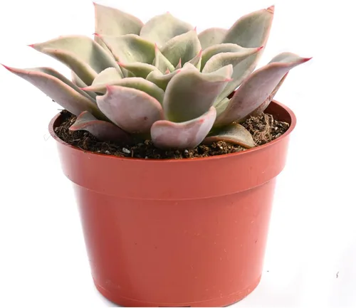 Miniatura 8 de Planta suculenta Echeveria viva - Suculenta Echeveria de 4 pulgadas con raíces completas (Echeveria Marron)