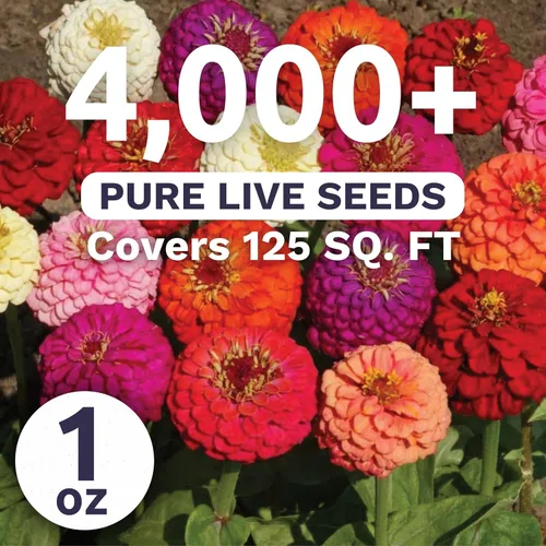 Miniatura 2 de Zinnia Lilliput Mix - Paquete grande de 1 onza - 4,000 semillas de flores para plantar - Zinnia elegans