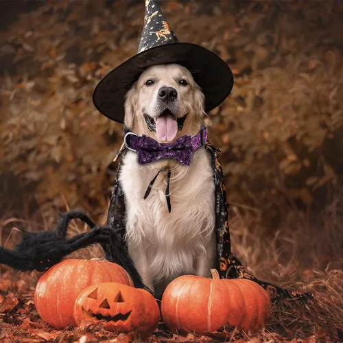 Miniatura 2 de TDTOK Collar de perro de Halloween con corbatín ajustable para Halloween, collar espeluznante para perro con hebilla de plástico ecológica