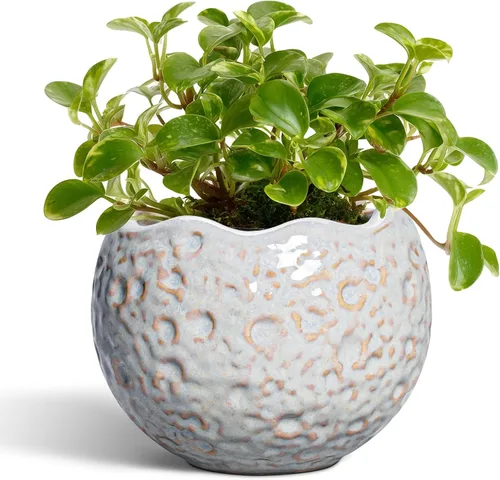 Miniatura 33 de Macetas de Cerámica Thirtypot - Maceta de 4 Pulgadas con Agujero de Drenaje, Macetas Pequeñas para Plantas de Interior y Exterior, Maceta Redonda