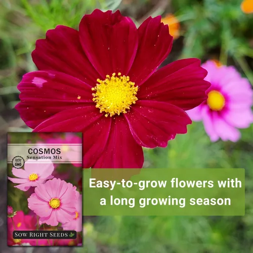 Miniatura 5 de Sow Right Seeds - Sensation Cosmos Flower Seed para plantar - Paquete de reliquia sin OMG con instrucciones para crecer - Corta y vuelve a aparecer