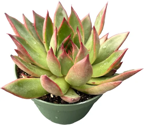 Plantas suculentas vivas Echeveria 'Agavoides Horse', suculentas en macetas de fácil cuidado en macetas de 4 pulgadas, planta de interior, regalos