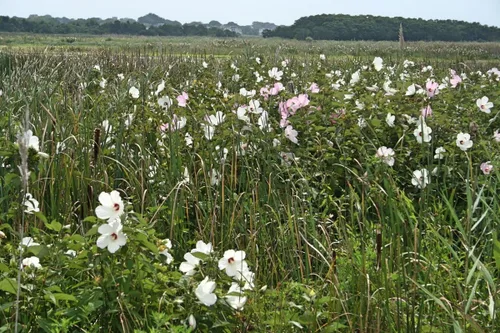 Miniatura 9 de Semillas Malvavisco Althaea officinalis No GMO Heirloom