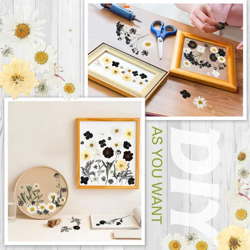Miniatura 5 de Nuanchu Flores secas prensadas negras para manualidades, flores secas góticas, flores silvestres prensadas naturales a granel con pinzas para molde