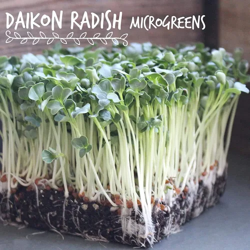Miniatura 5 de Semillas germinantes de rábano 1 lb - Semillas microverdes Daikon sin OMG para cultivo en interiores