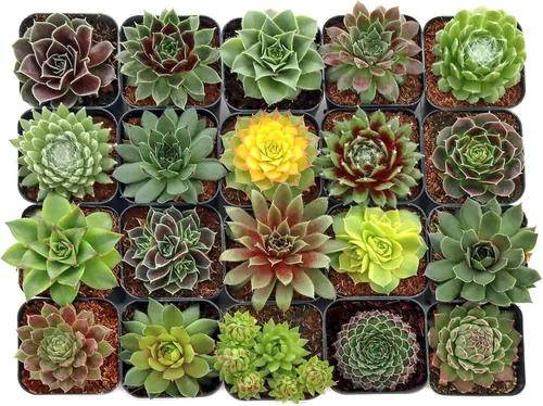Mountain Crest Gardens Sempervivum - Paquete variado de suculentas – 20 plantas de roseta vivas resistentes, sin repeticiones, enraizadas en macetas